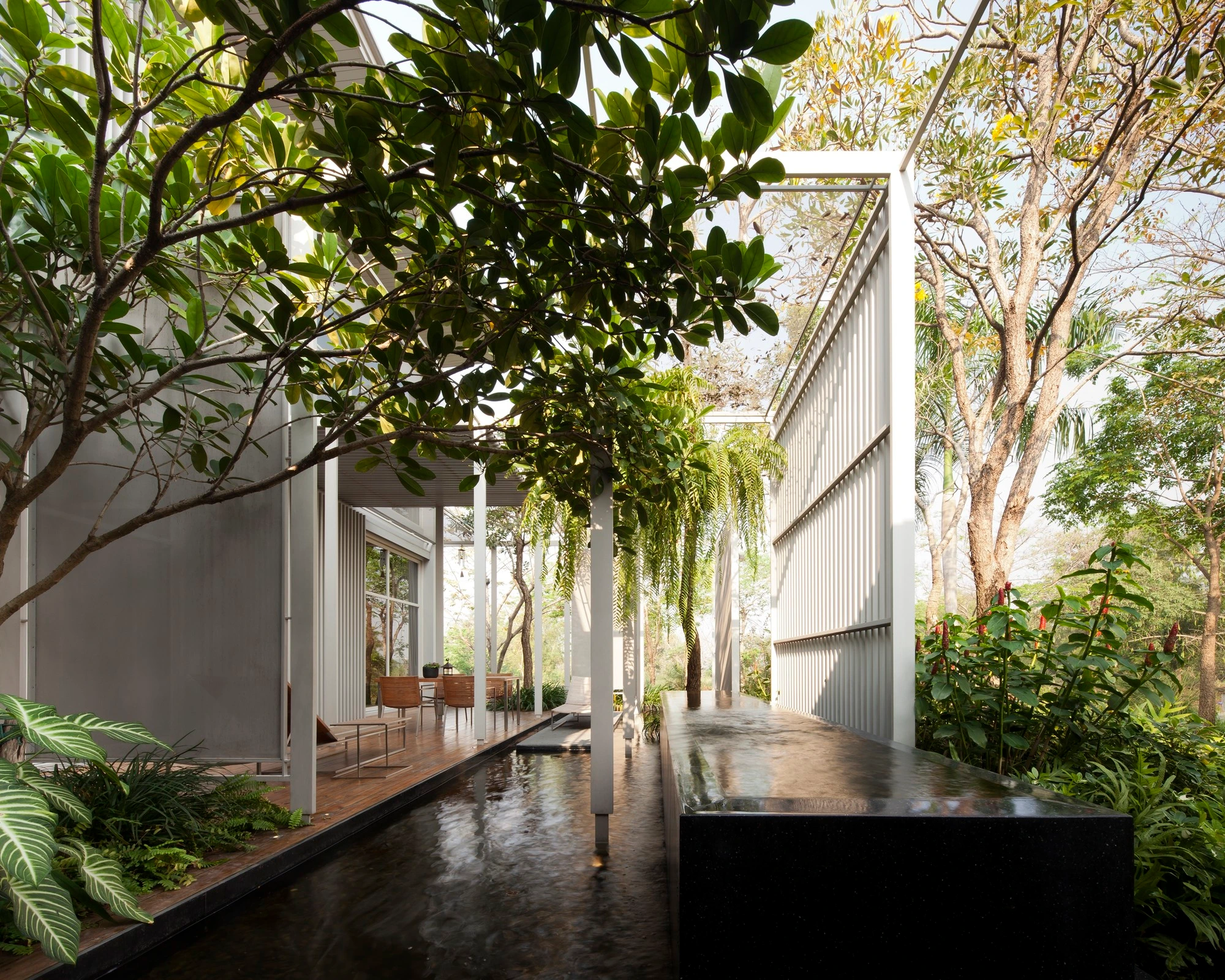 Projet frange urbaine — architecture contemporaine avec bassin sombre et frangipanier