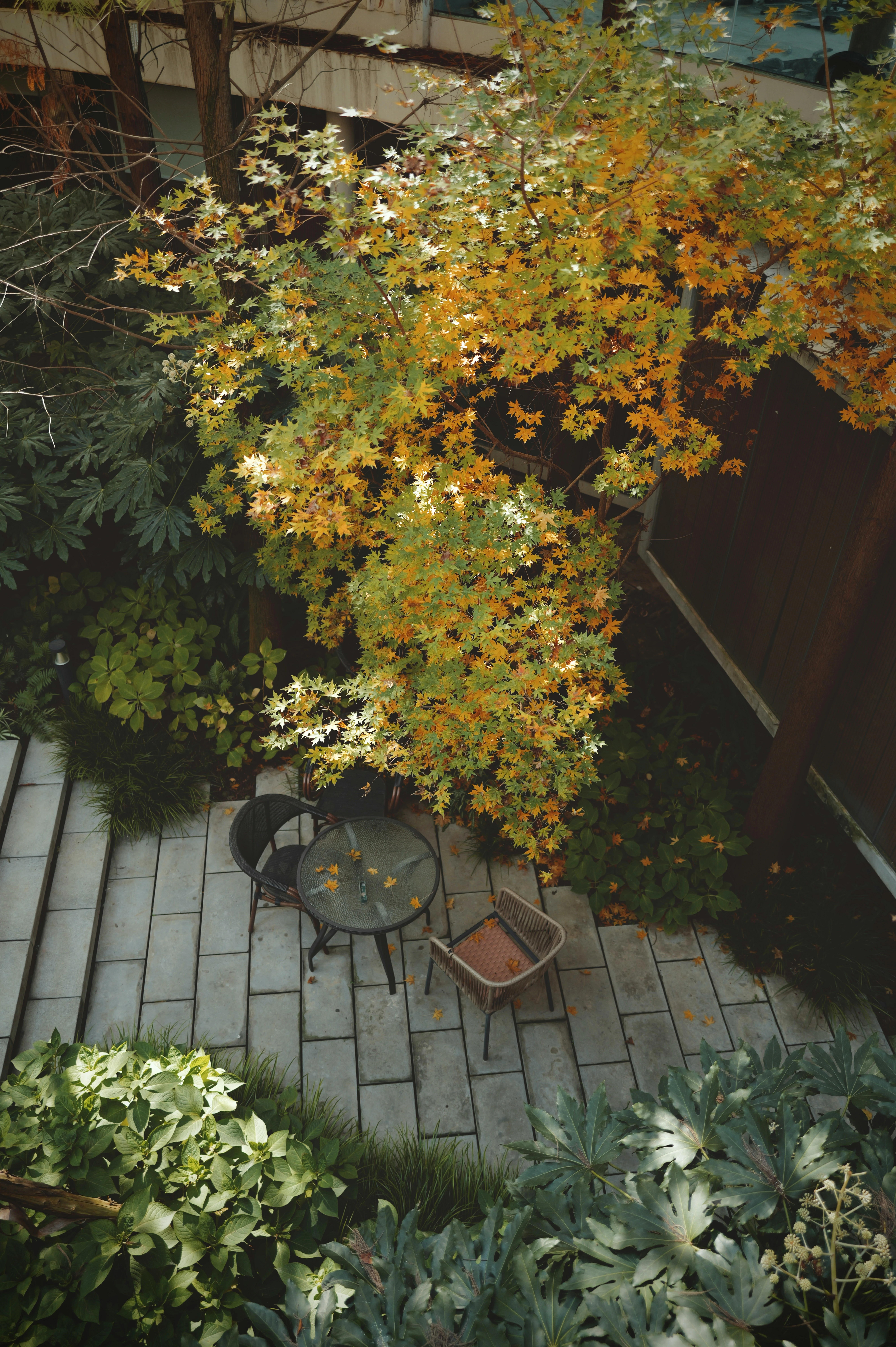 Projet cœur urbain — terrasse paysagère